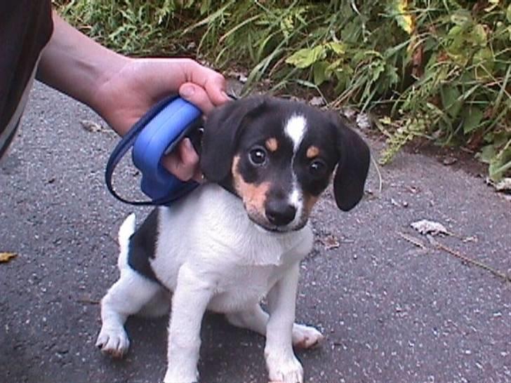 Dansk svensk gaardhund Lucky - 8 uger gammel :´) billede 3