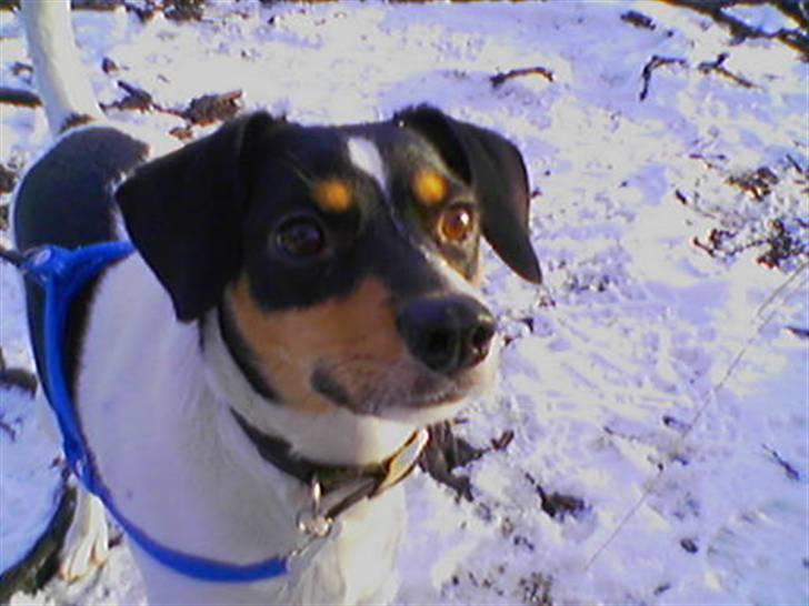 Dansk svensk gaardhund Lucky - Ved store øksø billede 4