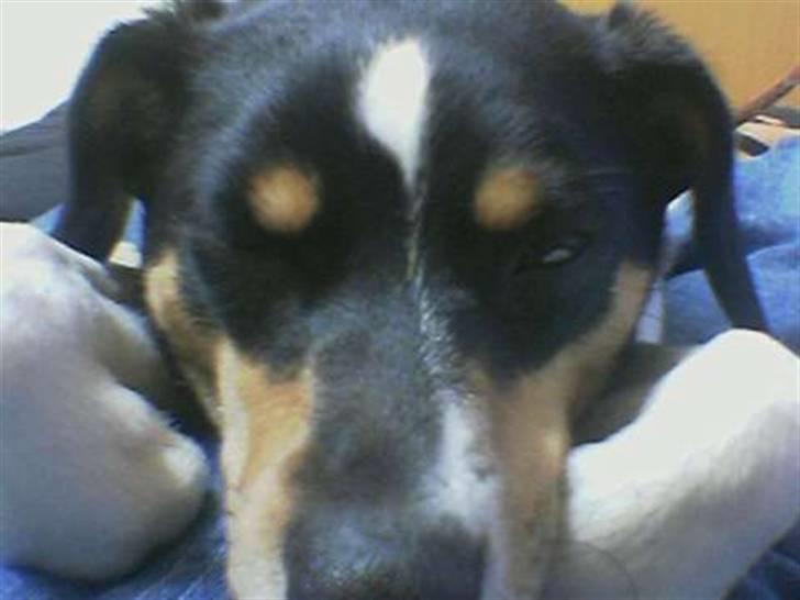 Dansk svensk gaardhund Lucky - Tæt på at falde i søvn  billede 5