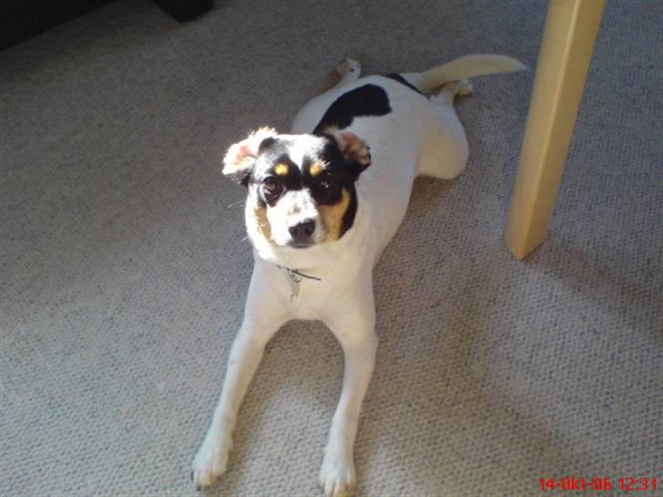 Dansk svensk gaardhund Lucky - På stuegulvet billede 6