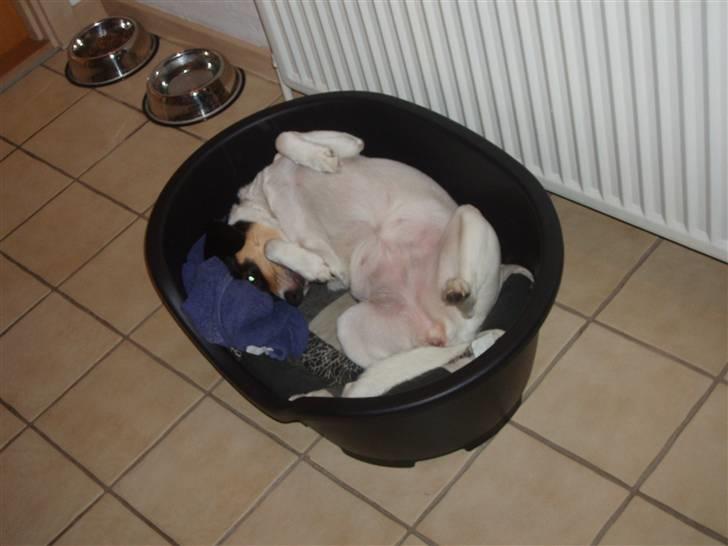 Dansk svensk gaardhund Lucky - Lidt selvglad har man vel lov at være :b billede 7