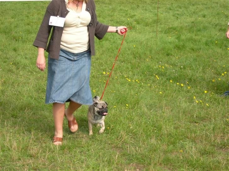 Mops Luna - udstilling, port Artur, 19/8-07, 1. fp. med crifikat billede 17