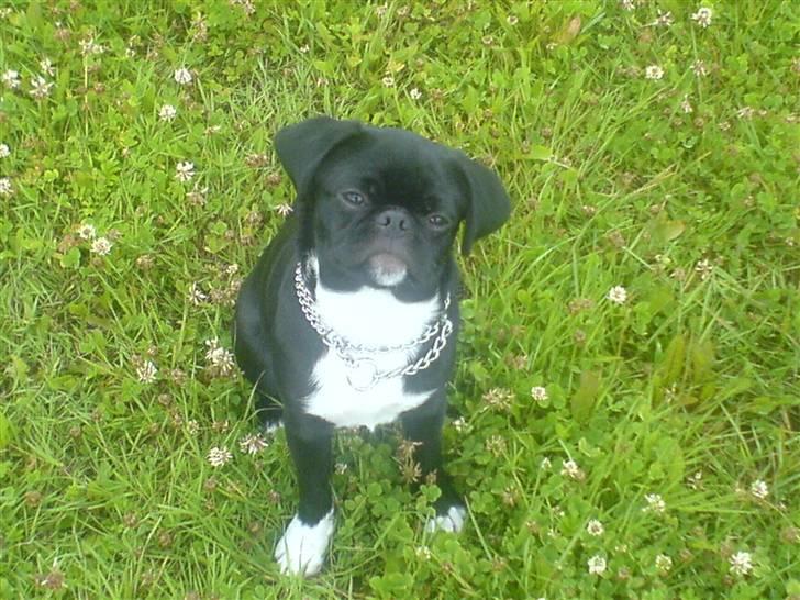 Blanding af racer Chico billede 1