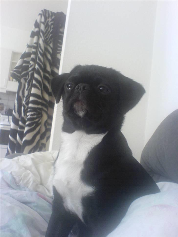 Blanding af racer Chico - Herren af huset billede 2