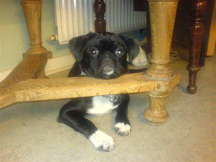 Blanding af racer Chico billede 3