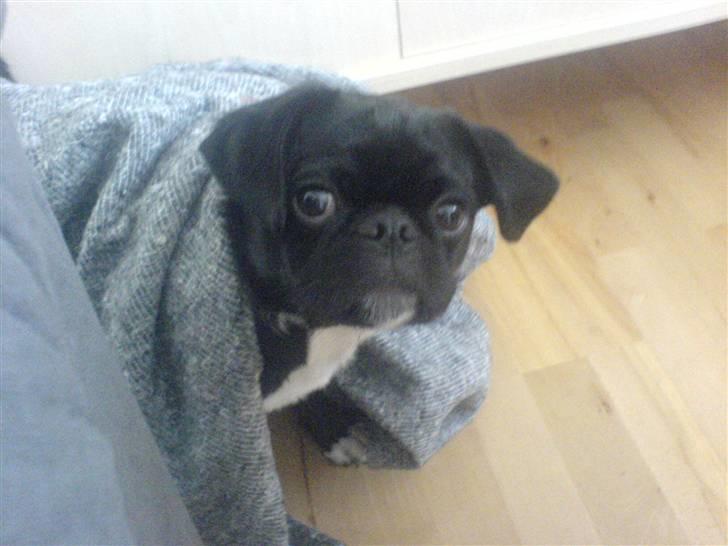 Blanding af racer Chico billede 4