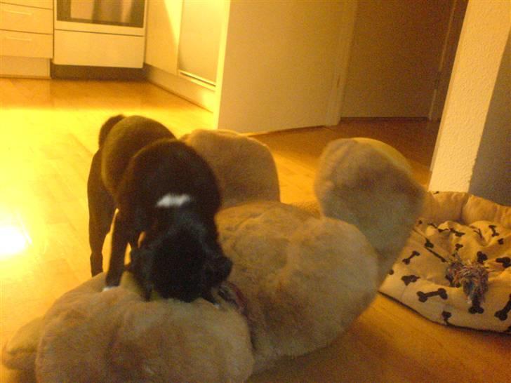 Blanding af racer Chico - Sådan dræber man en bamse billede 5