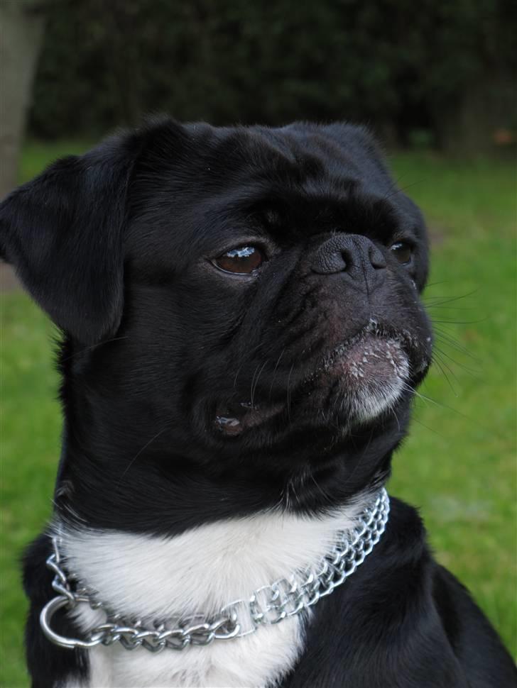 Blanding af racer Chico billede 6