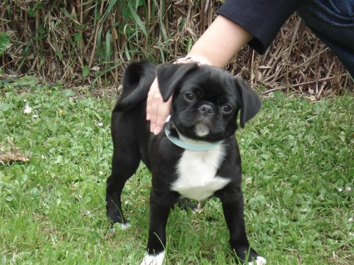 Blanding af racer Chico - Chico som hvalp ( cirka 11 uger) billede 7