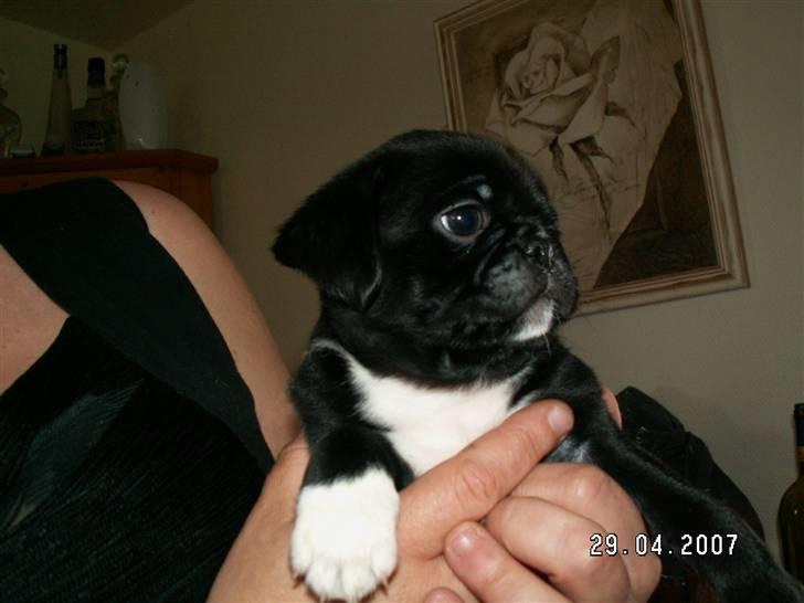 Blanding af racer Chico - Chico hos opdrætter (6 uger) billede 8