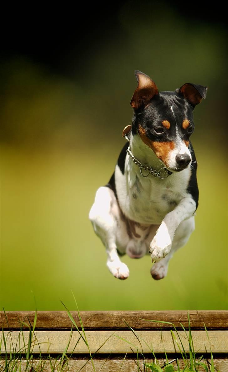 Dansk svensk gaardhund Aske  - Aske i fuld spring over forhindring billede 1