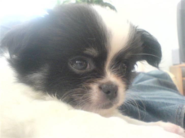 Chihuahua jacon billede 1