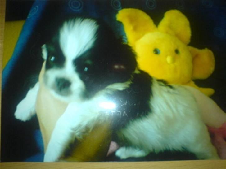 Chihuahua jacon billede 2