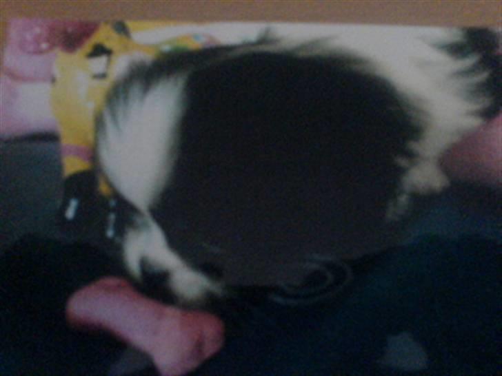 Chihuahua jacon billede 3