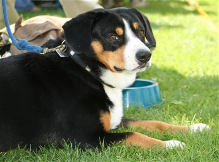 Entlebucher sennenhund Hemi - Hemi venter på sidelinien ved udstillingen i Vejen ´07 billede 7