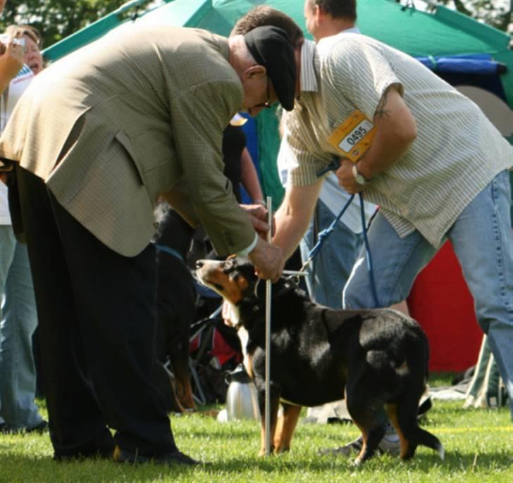 Entlebucher sennenhund Hemi - Nu er dommeren igang med at vurdere Hemi - Vejen ´07 billede 8