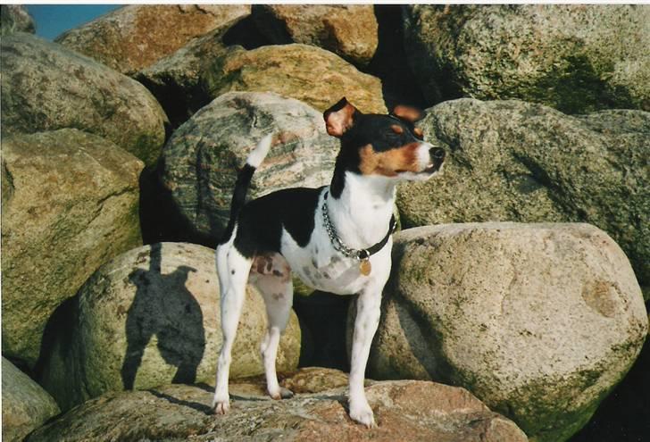 Dansk svensk gaardhund Aske  - Aske på stranden billede 2