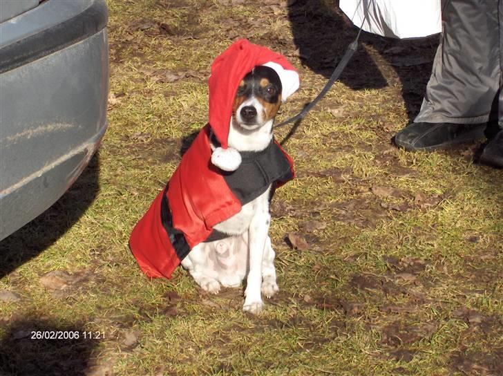 Dansk svensk gaardhund Aske  - Aske som julehund til hundetræning billede 6