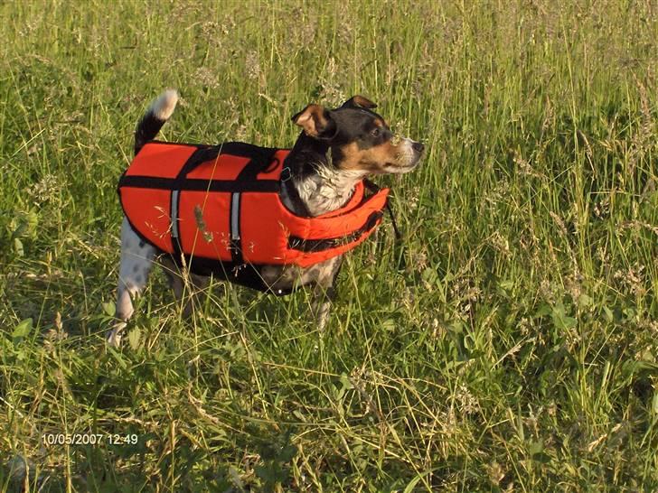 Dansk svensk gaardhund Aske  - Husk redningsvesten!! :) billede 8