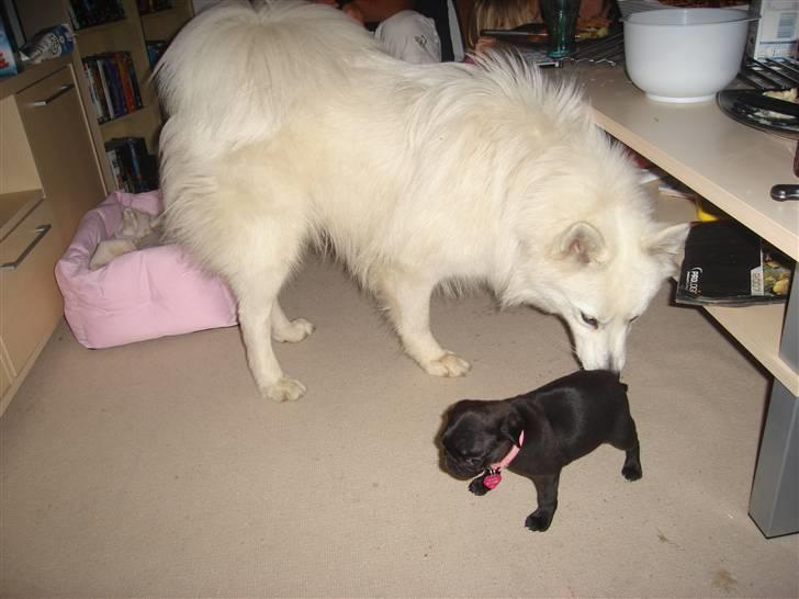 Mops Emma - Det er min onkel Buller som også er herinde :-) billede 4