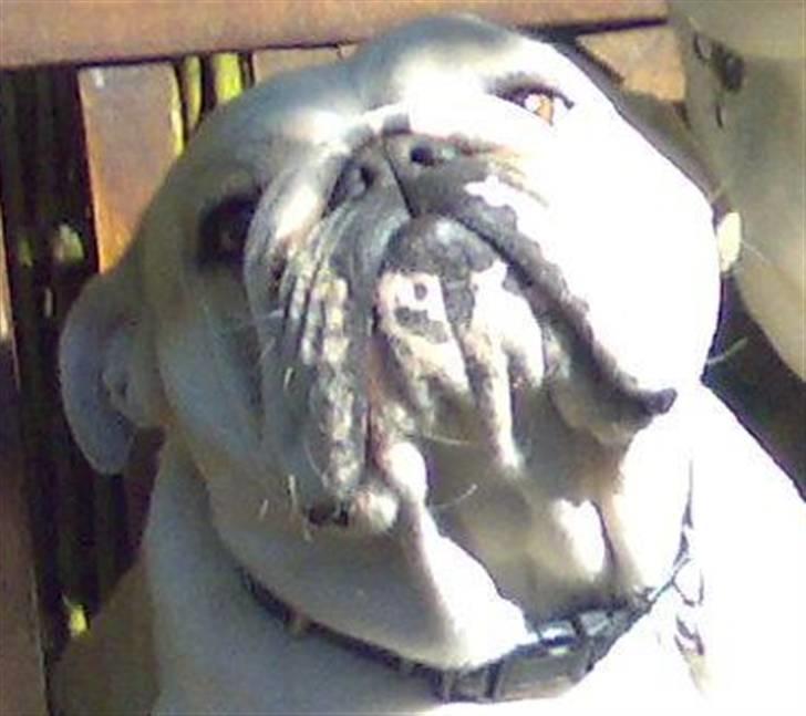 Engelsk bulldog Daisy - Daisys datter Vera, født i 2005. Hun er 2 år på billedet billede 4