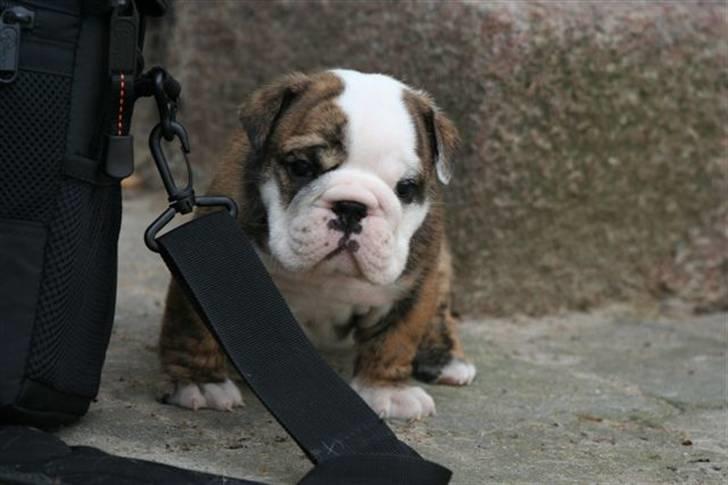 Engelsk bulldog Daisy - Daisys barnebarn, Gladys, født 17. juli 2007. 4½ uge på billedet. billede 5