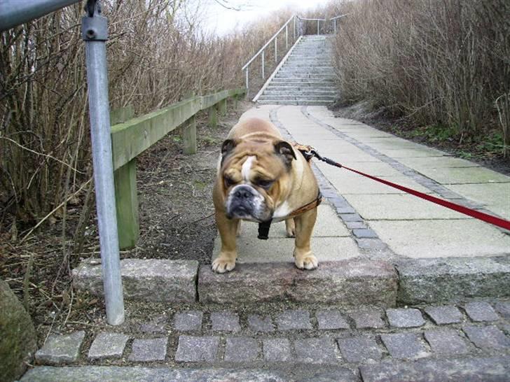 Engelsk bulldog Daisy - Daisys søn, Emmet, født 2003. billede 6