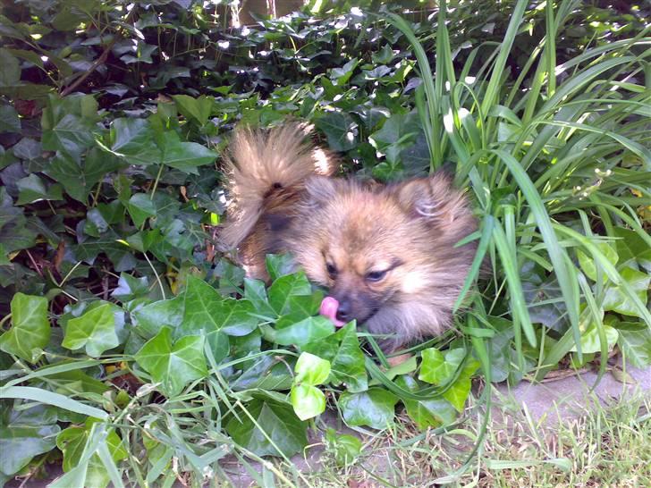 Pomeranian Tyson, Sov godt Skat <3 R.I.P billede 18