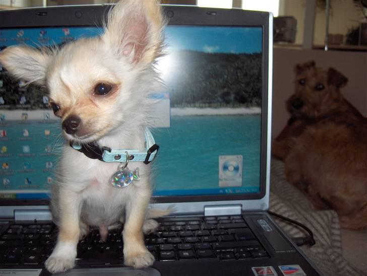 Chihuahua  Elliot  - Det er svært at få arbejdet på sin computer når der sidder en hund ovenpå tastaturet... billede 17