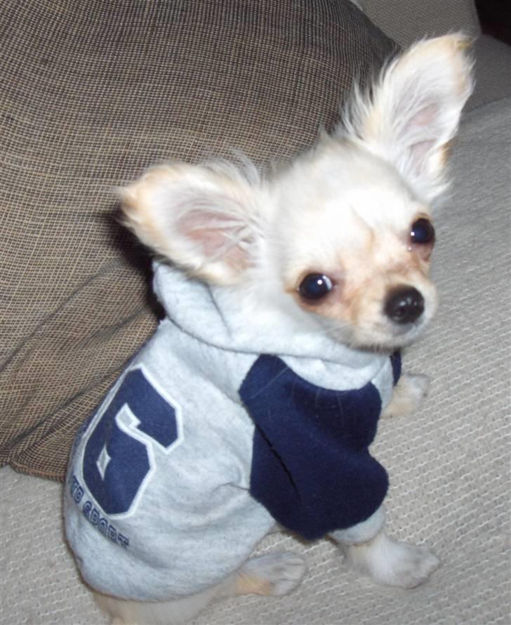 Chihuahua  Elliot  - Hiphopper Elliot.. billede 18