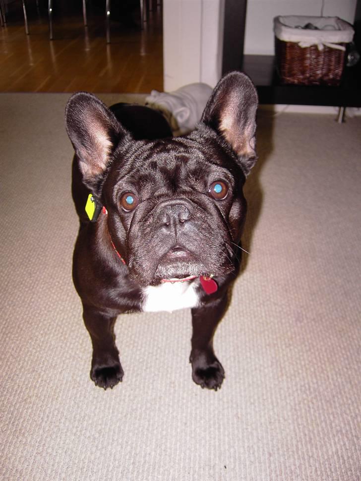 Fransk bulldog Sascha - Den smukkeste hund i min verden! billede 1