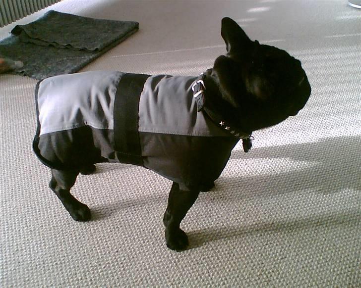 Fransk bulldog Sascha - Når man er så lille og sneen ligger så højt om vinteren, er det dejligt med en lille jakke... billede 2