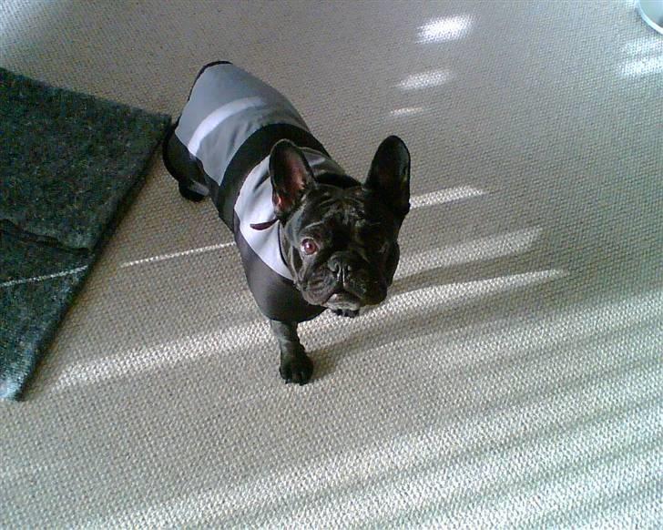 Fransk bulldog Sascha - Så ska vi ud og gå tur... billede 3