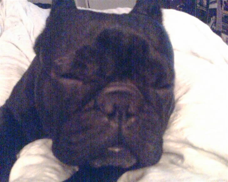 Fransk bulldog Sascha - Det er hårdt at være så eftertragtet... Ska lige ha 5 min... billede 4