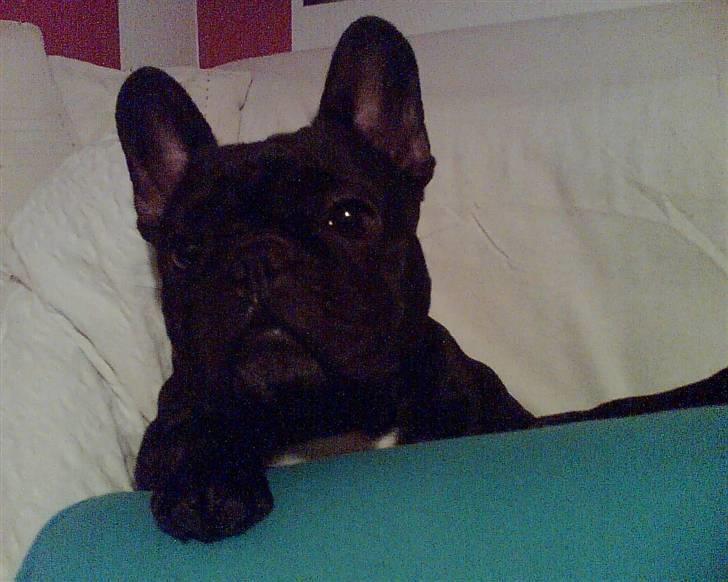 Fransk bulldog Sascha - Og så putter vi... :o) billede 6