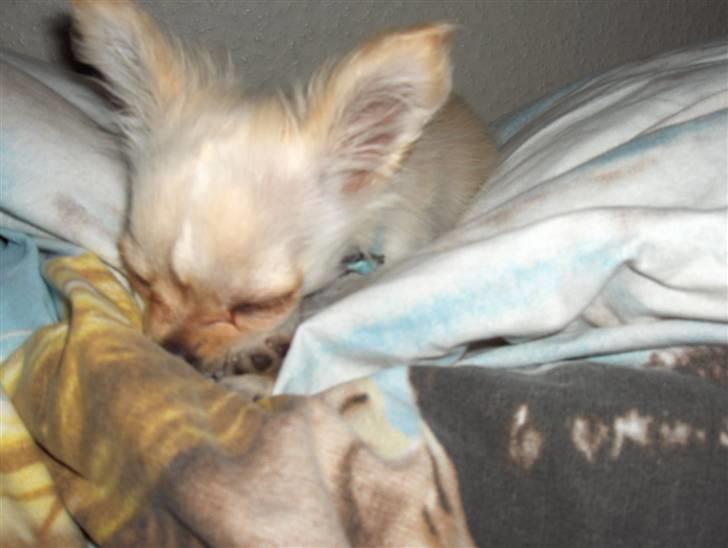 Chihuahua  Elliot  billede 20