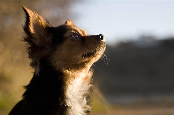 Blanding af racer Bella - Himmelhund...<3 - Mmm... Dejlig dag! billede 2