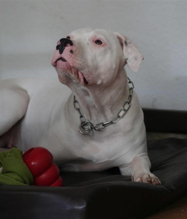 Blanding af racer Rocky Balboa billede 2