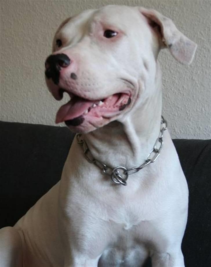 Blanding af racer Rocky Balboa billede 3