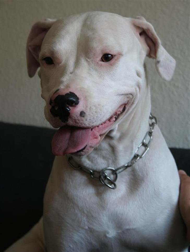 Blanding af racer Rocky Balboa billede 4