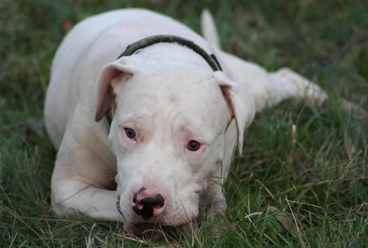 Blanding af racer Rocky Balboa billede 5