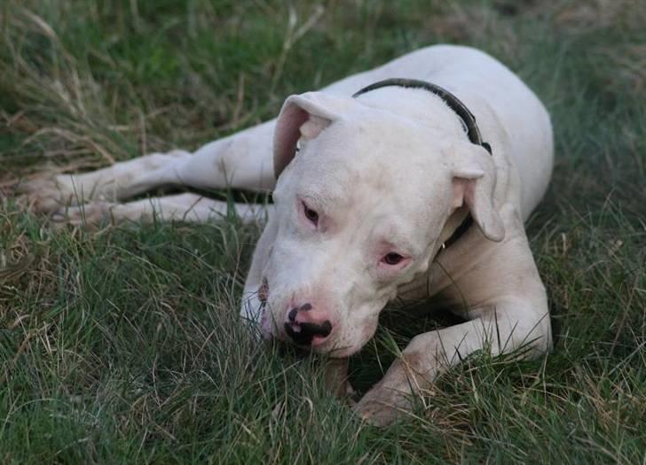 Blanding af racer Rocky Balboa billede 6