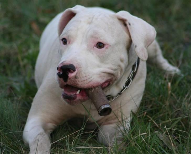 Blanding af racer Rocky Balboa billede 7