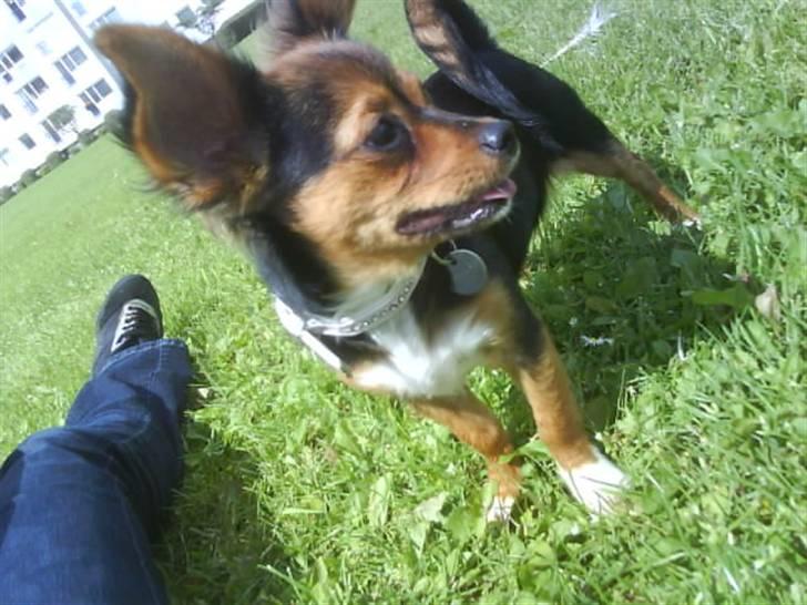 Blanding af racer Bella - Himmelhund...<3 - STOOOORT smil! billede 3