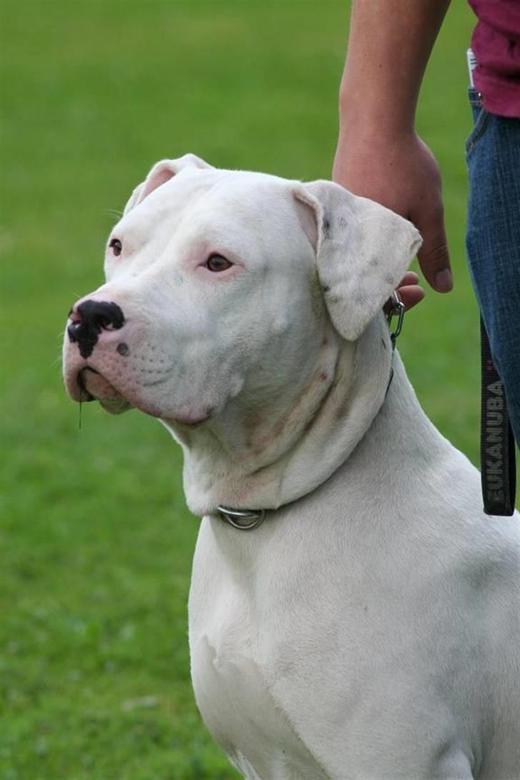 Blanding af racer Rocky Balboa billede 8