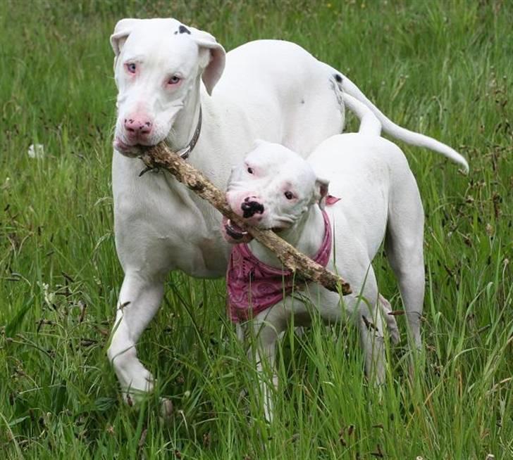 Blanding af racer Rocky Balboa billede 10