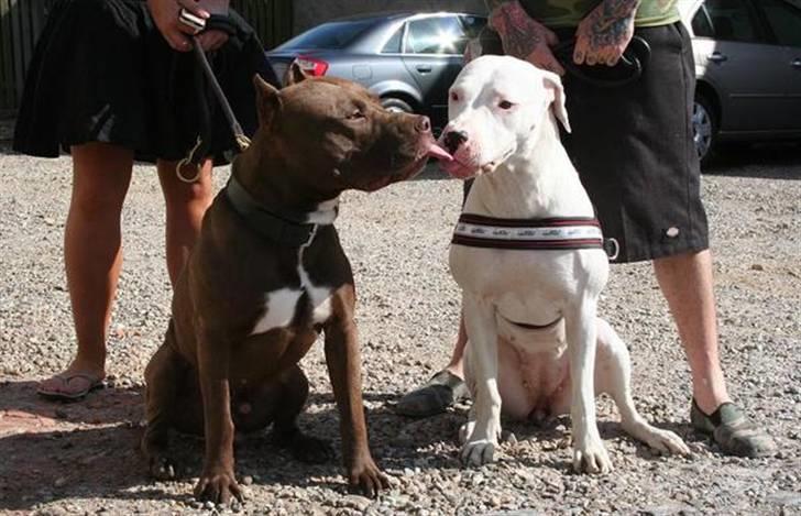 Blanding af racer Rocky Balboa billede 11