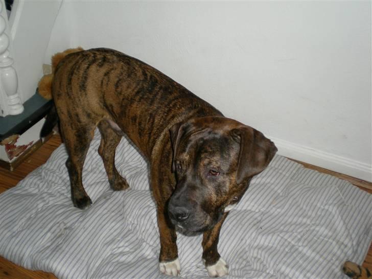 Blanding af racer Balder billede 5