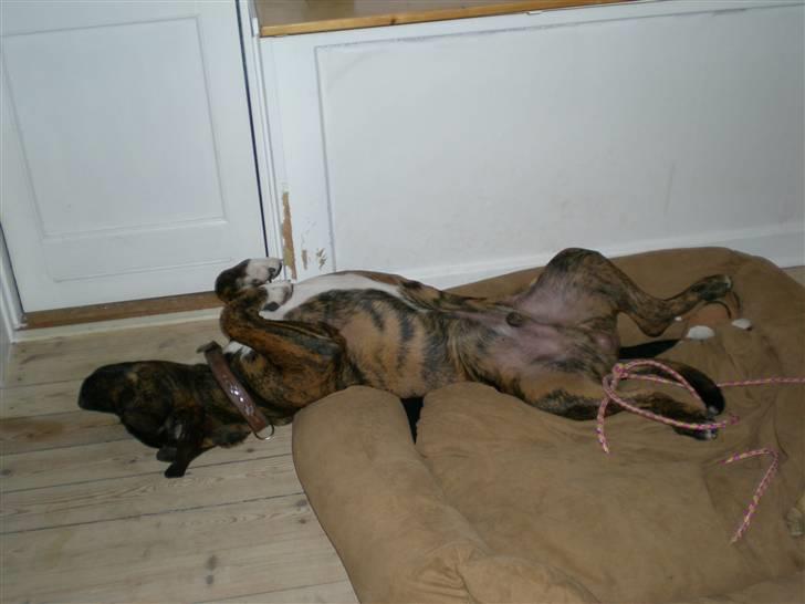 Blanding af racer Balder - Så er det tid til at slappe lidt af. billede 6