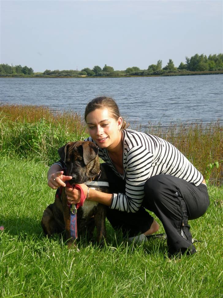Blanding af racer Balder - En dejlig dag på stranden billede 7